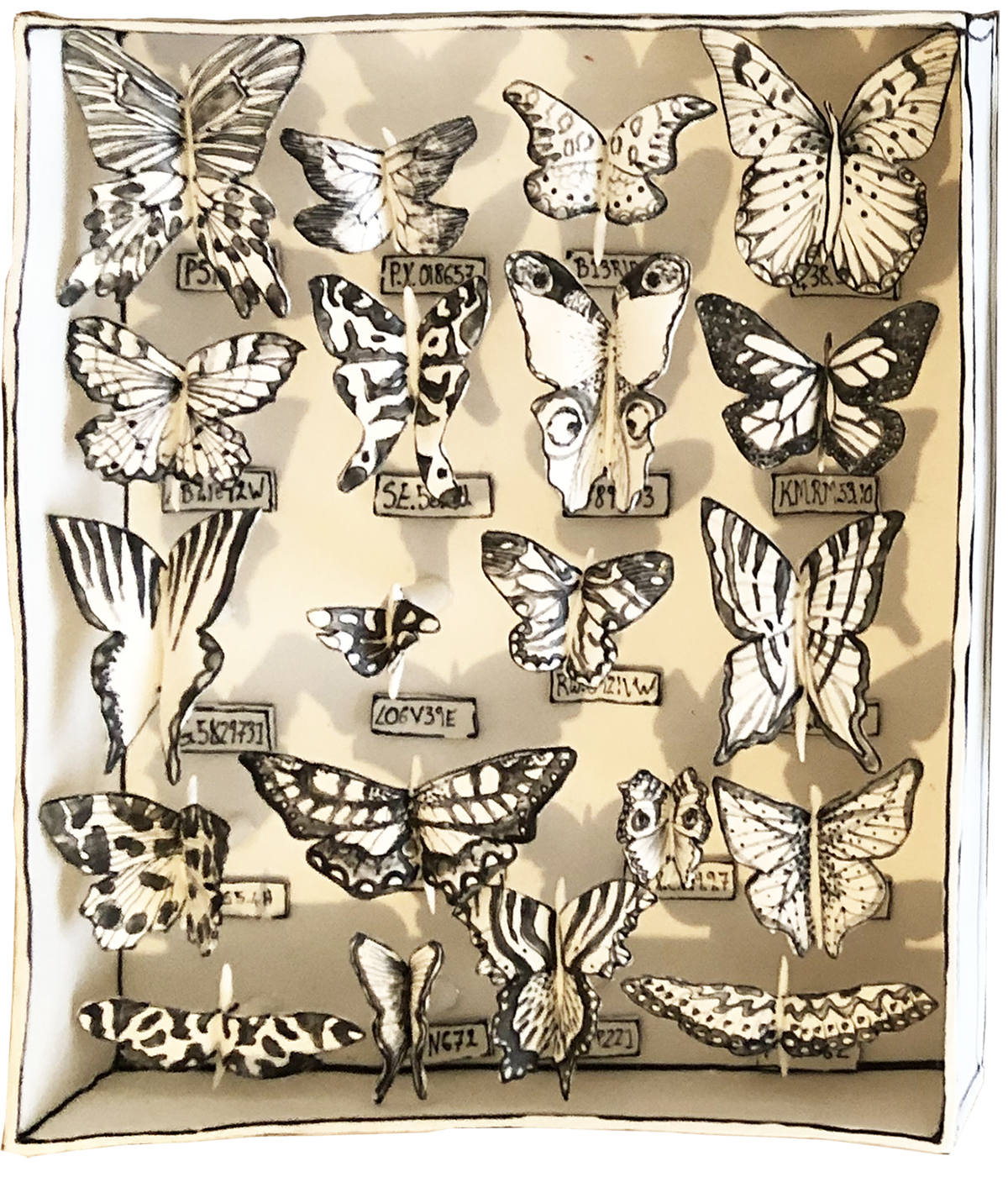 Butterflies in a box