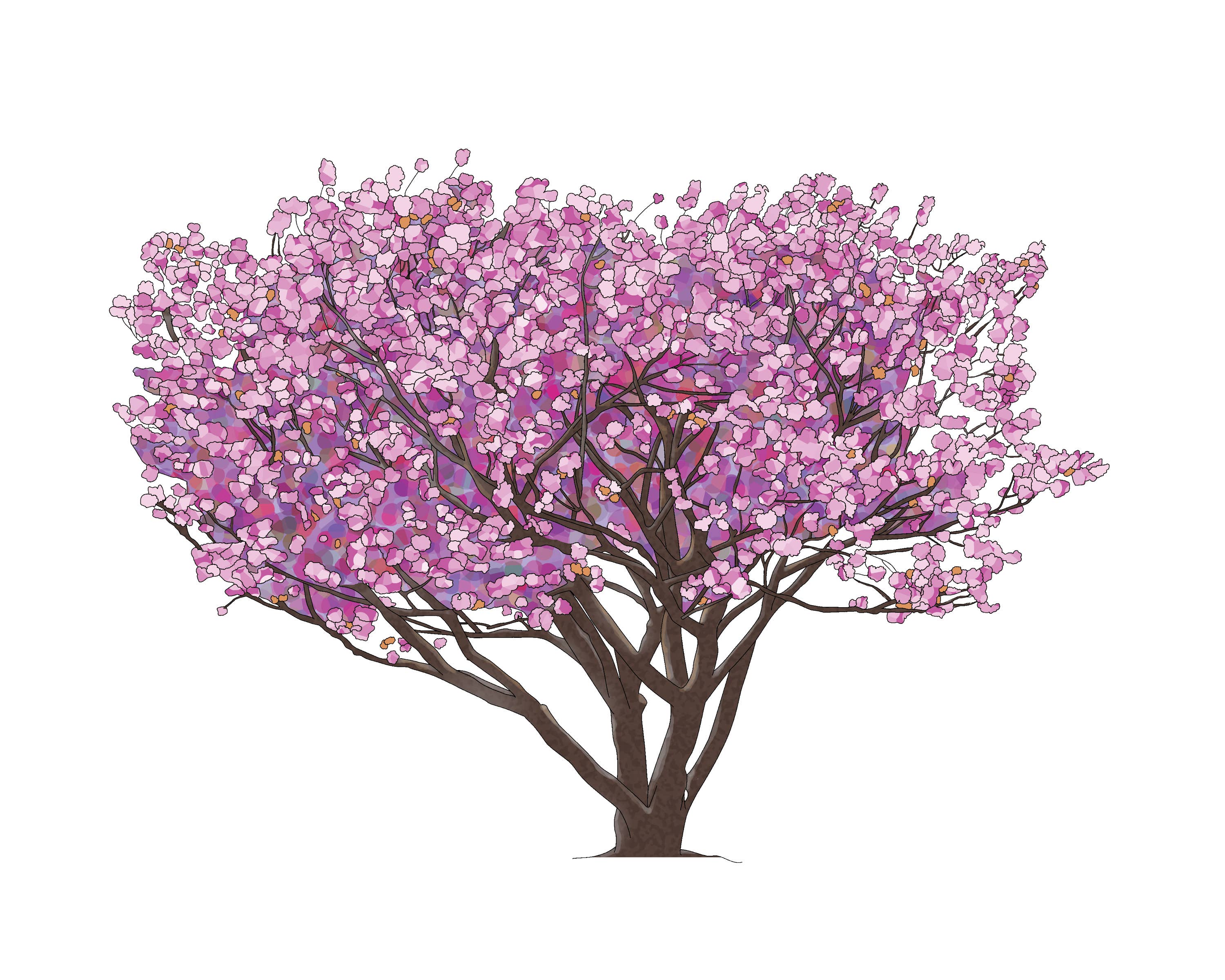 Cherry Blossom  Art Print